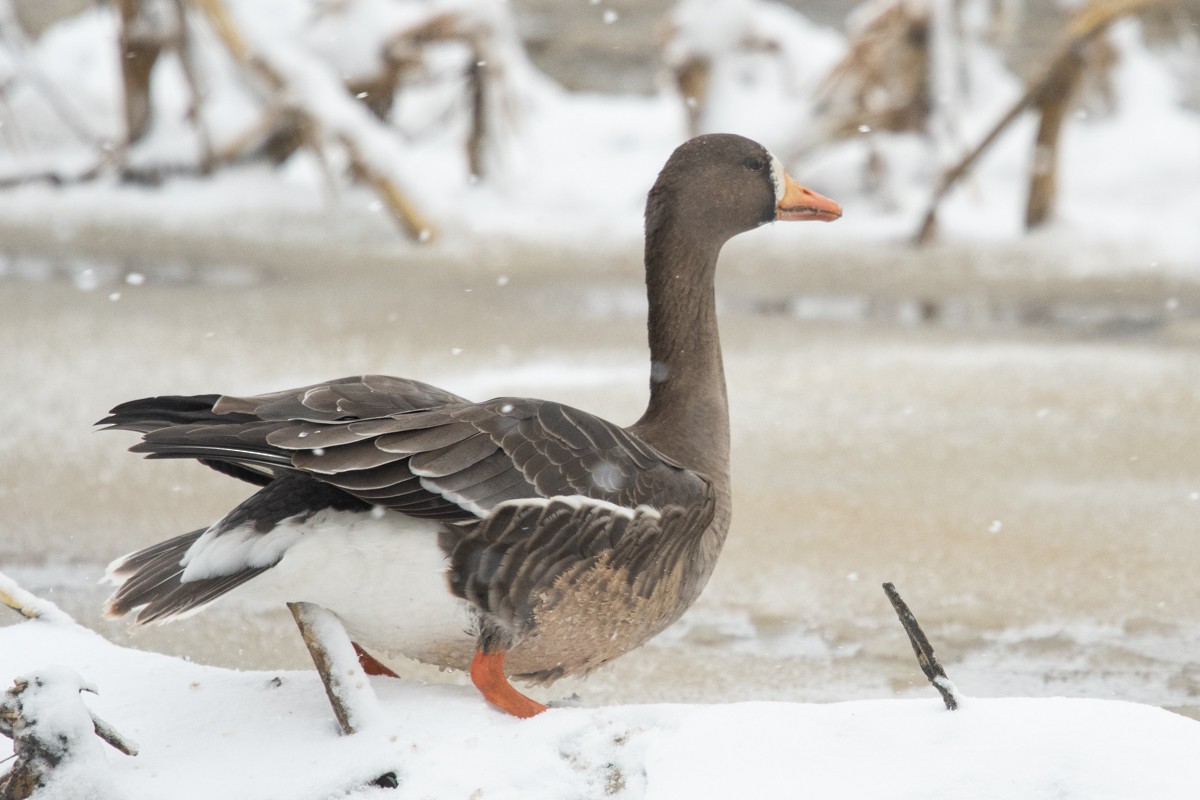 Greater White-fronted Goose - Ryan Griffiths