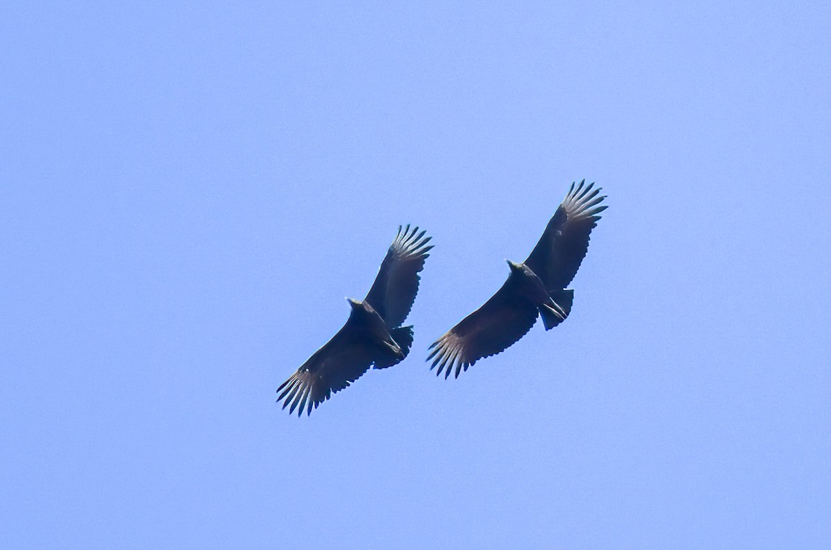 Black Vulture - ML401682751
