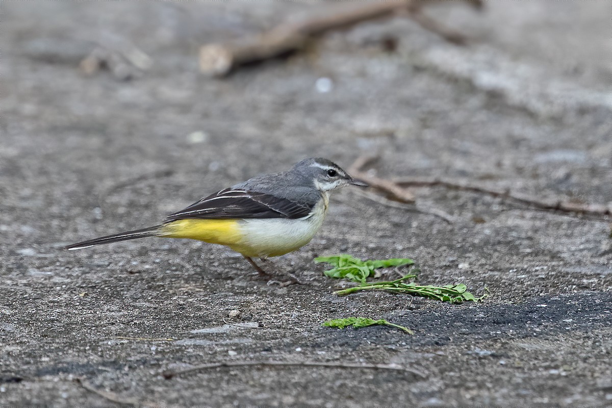 Gray Wagtail - Raymond  Dan