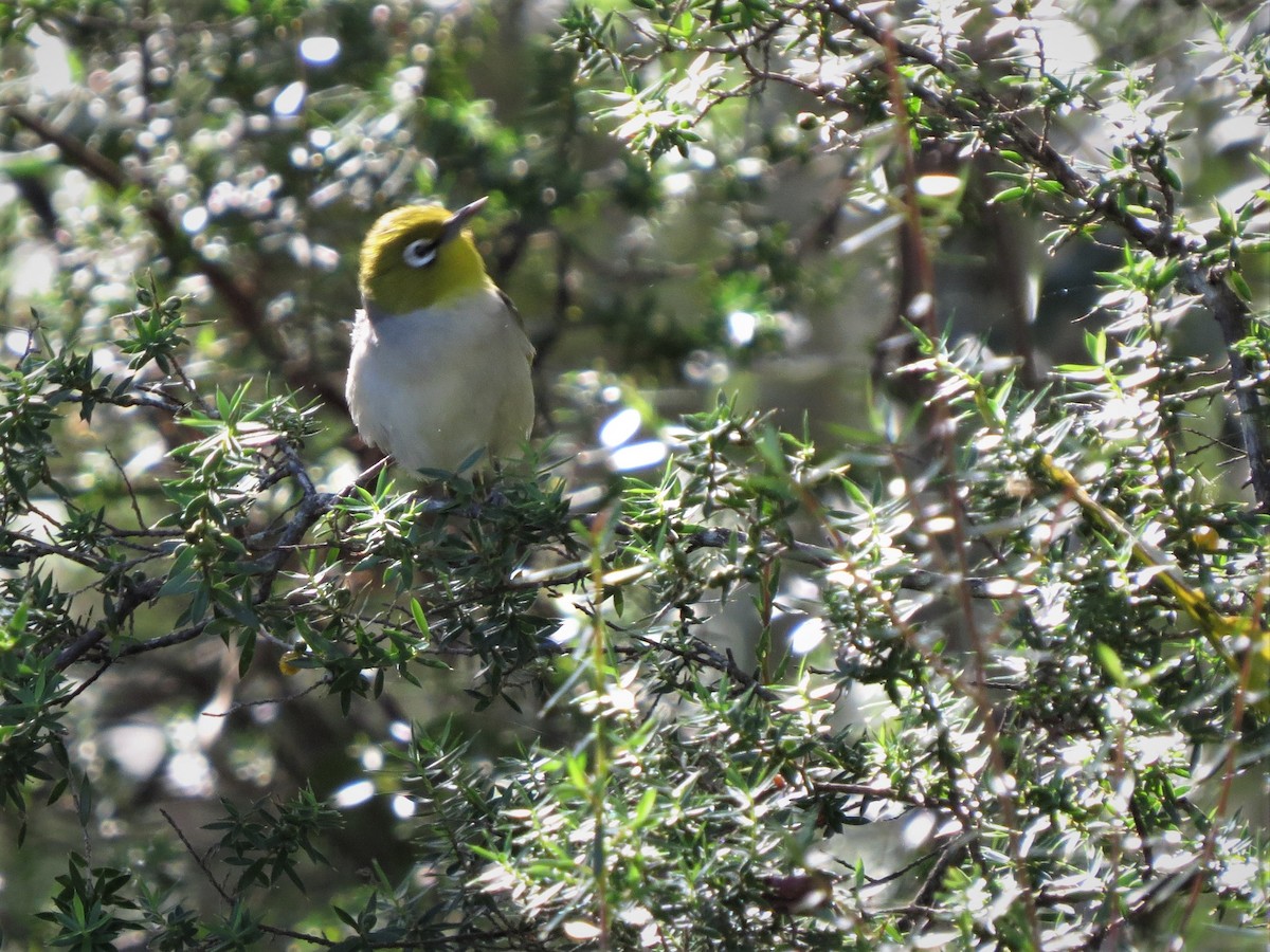 Graumantel-Brillenvogel - ML401683551