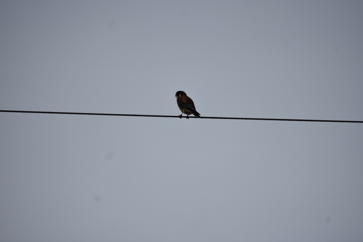 American Kestrel - ML401683751