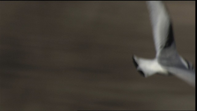 Black-legged Kittiwake - ML401684