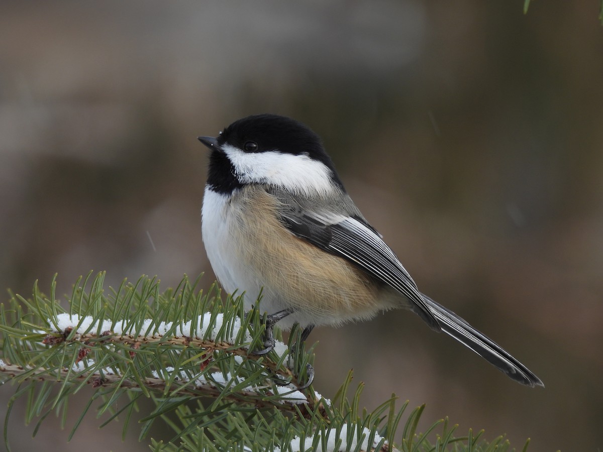 Black-capped Chickadee - ML401684911