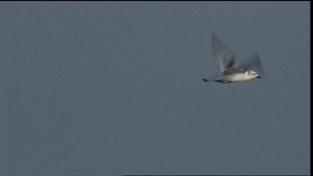 Black-legged Kittiwake - ML401685