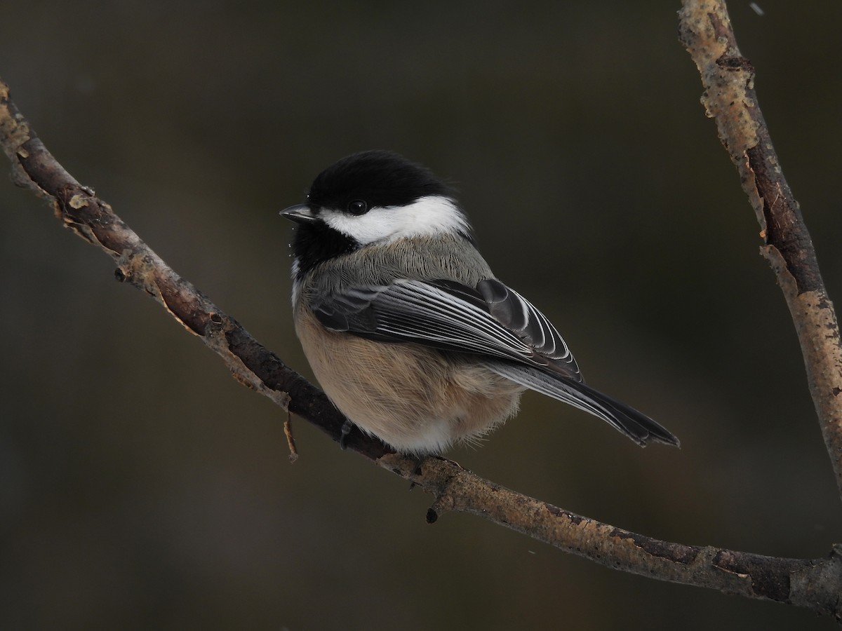 Black-capped Chickadee - ML401685041