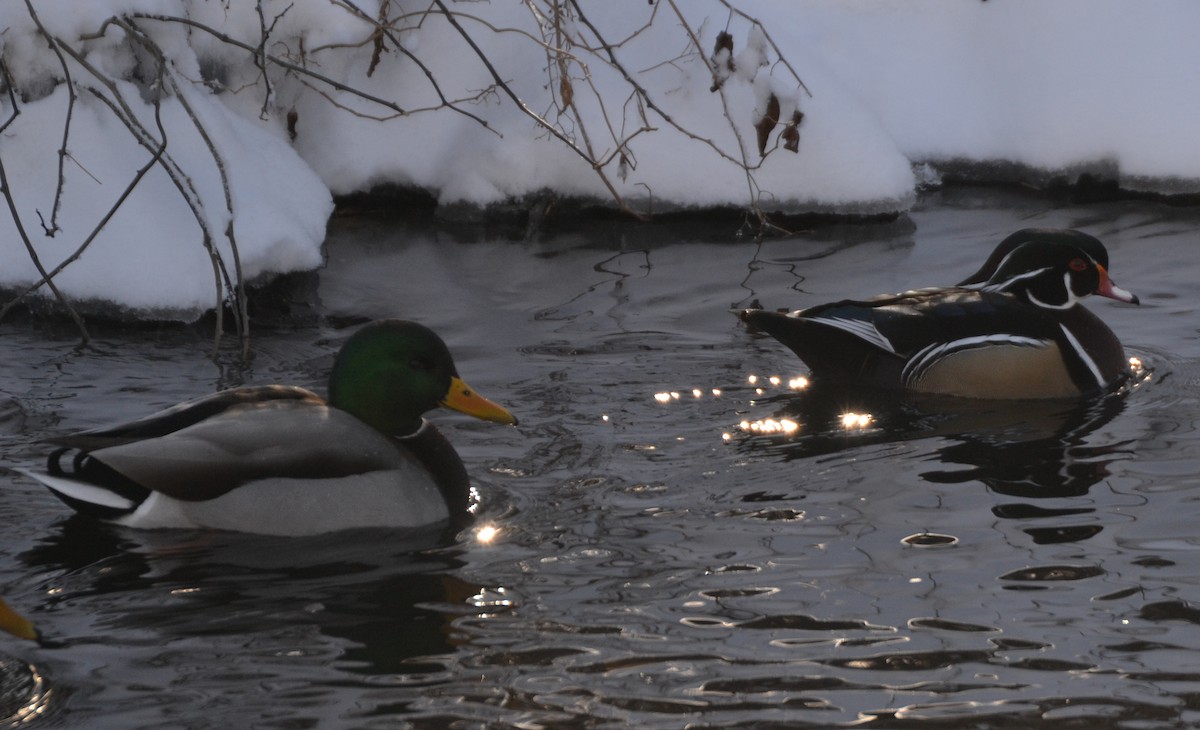 Wood Duck - ML401687221