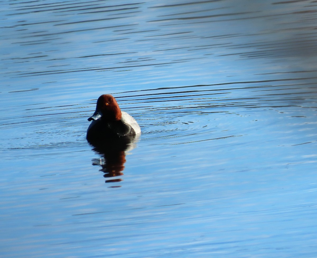 Redhead - ML401687441