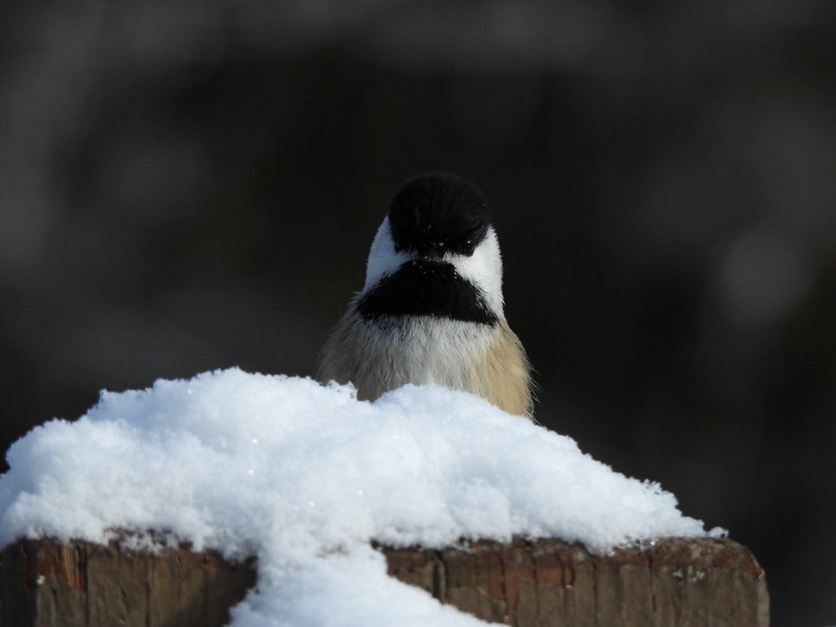 Black-capped Chickadee - ML401688341