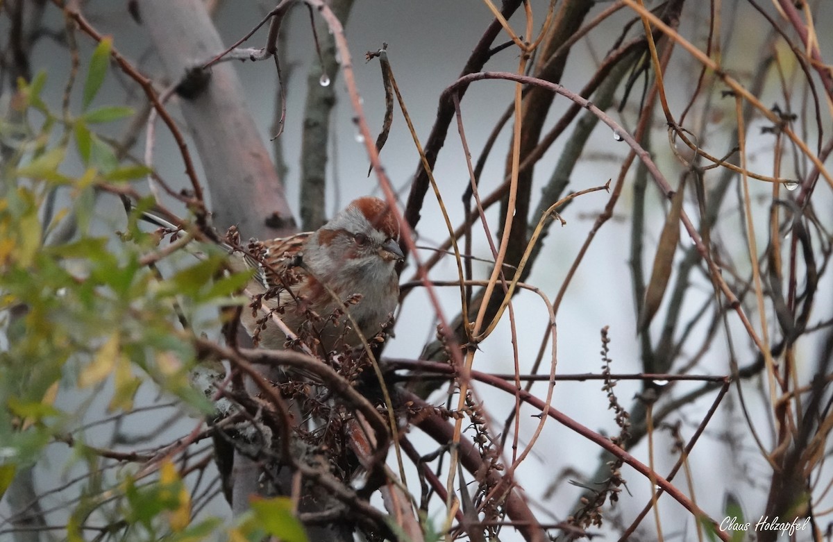 American Tree Sparrow - ML401688861