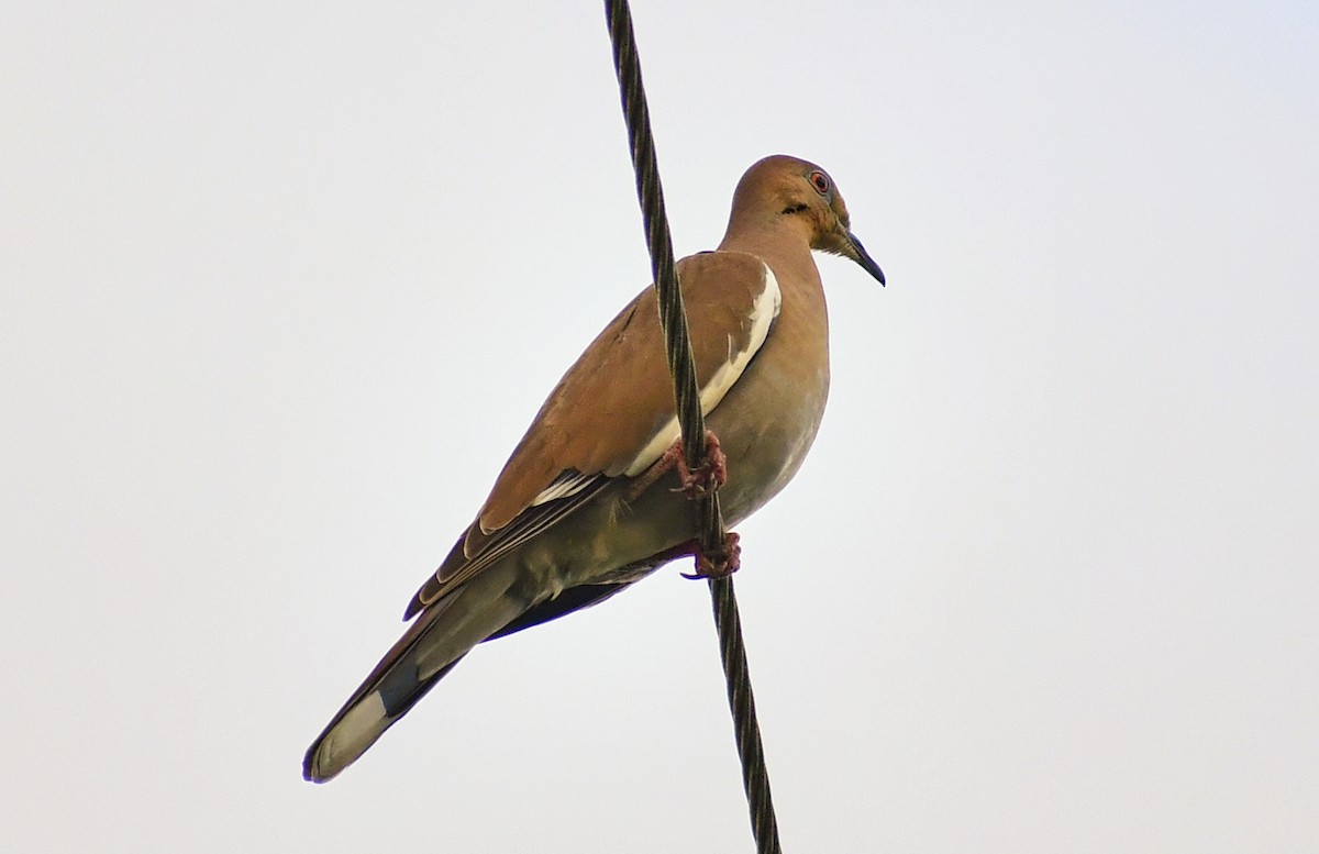 White-winged Dove - ML401689351
