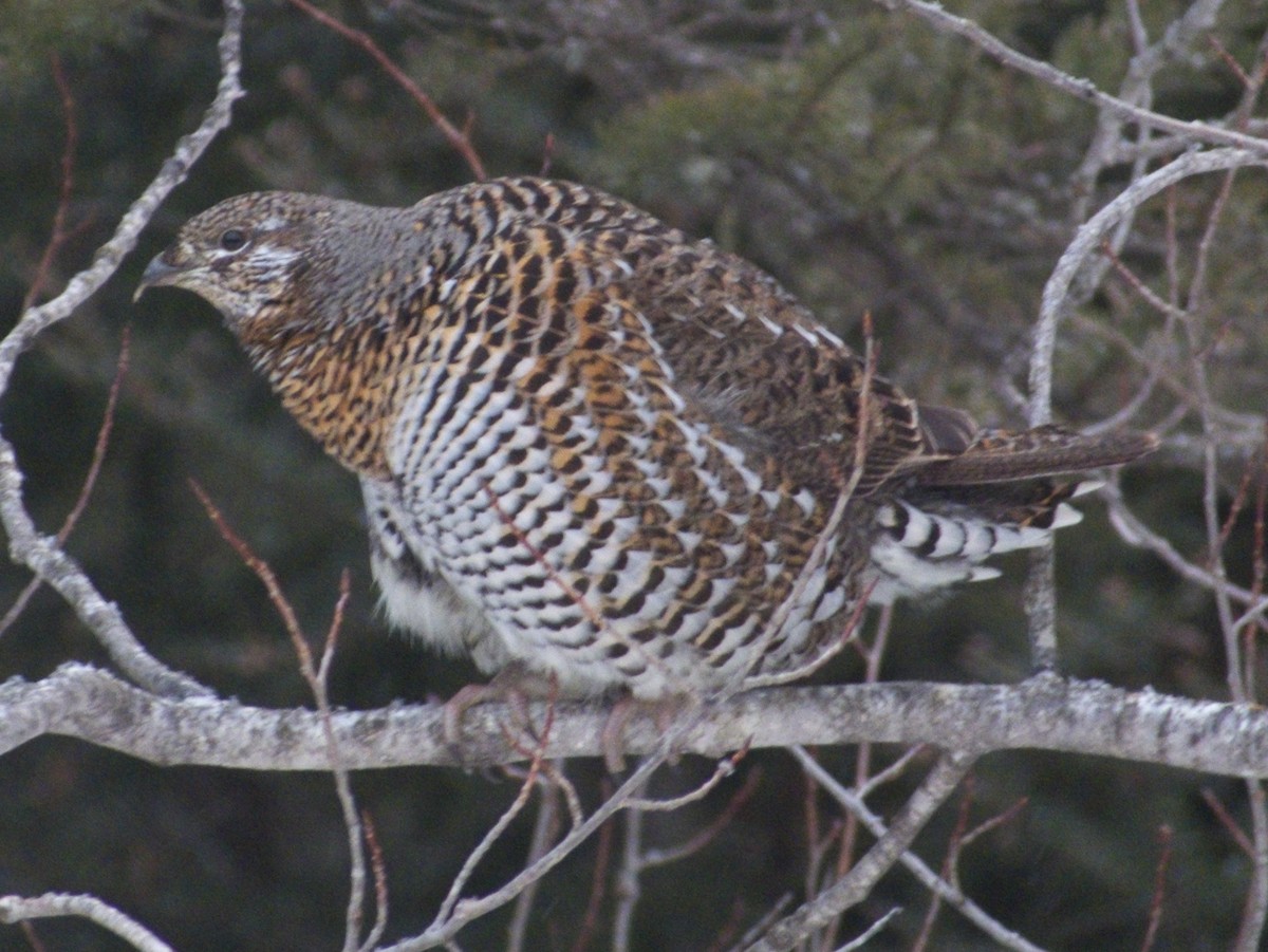 Spruce Grouse - Jeff Stephenson