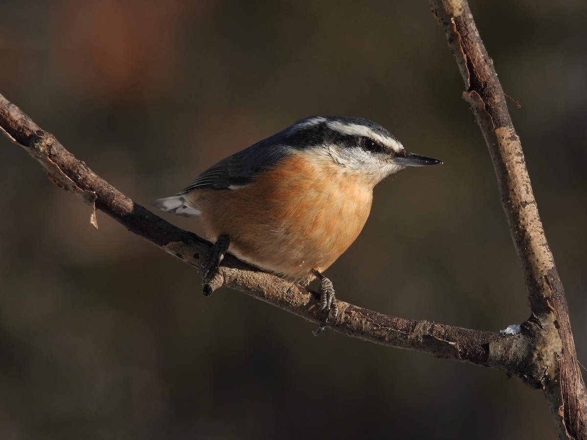 Red-breasted Nuthatch - ML401689461