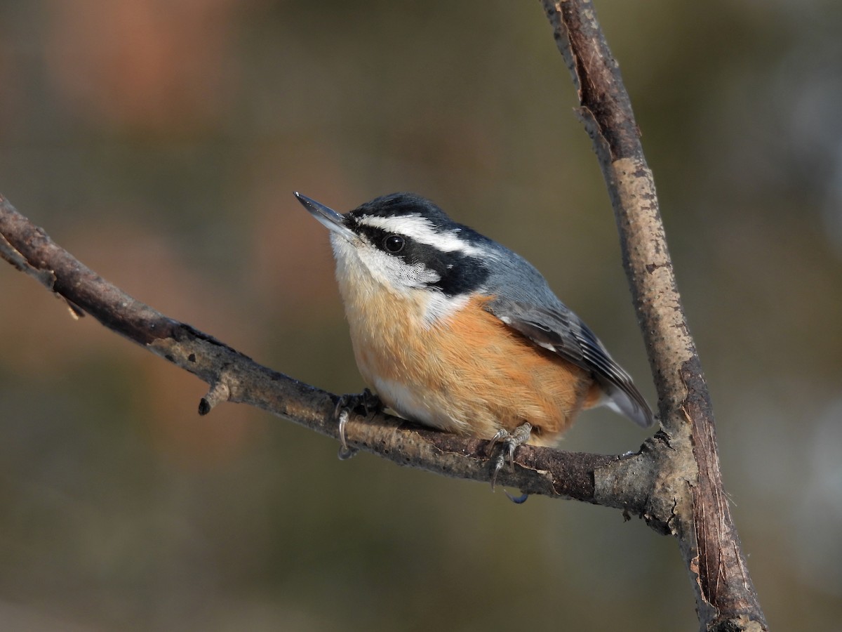 Red-breasted Nuthatch - ML401689561