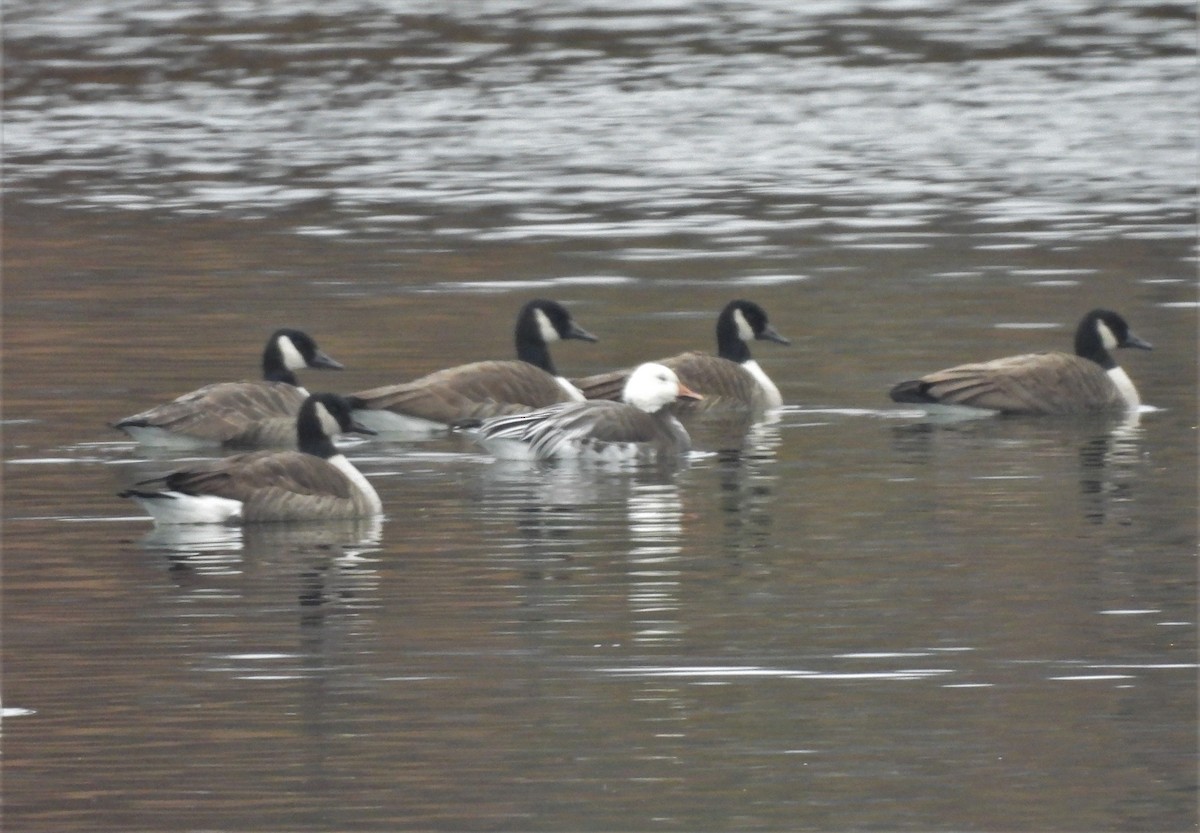 Snow Goose - ML401689631