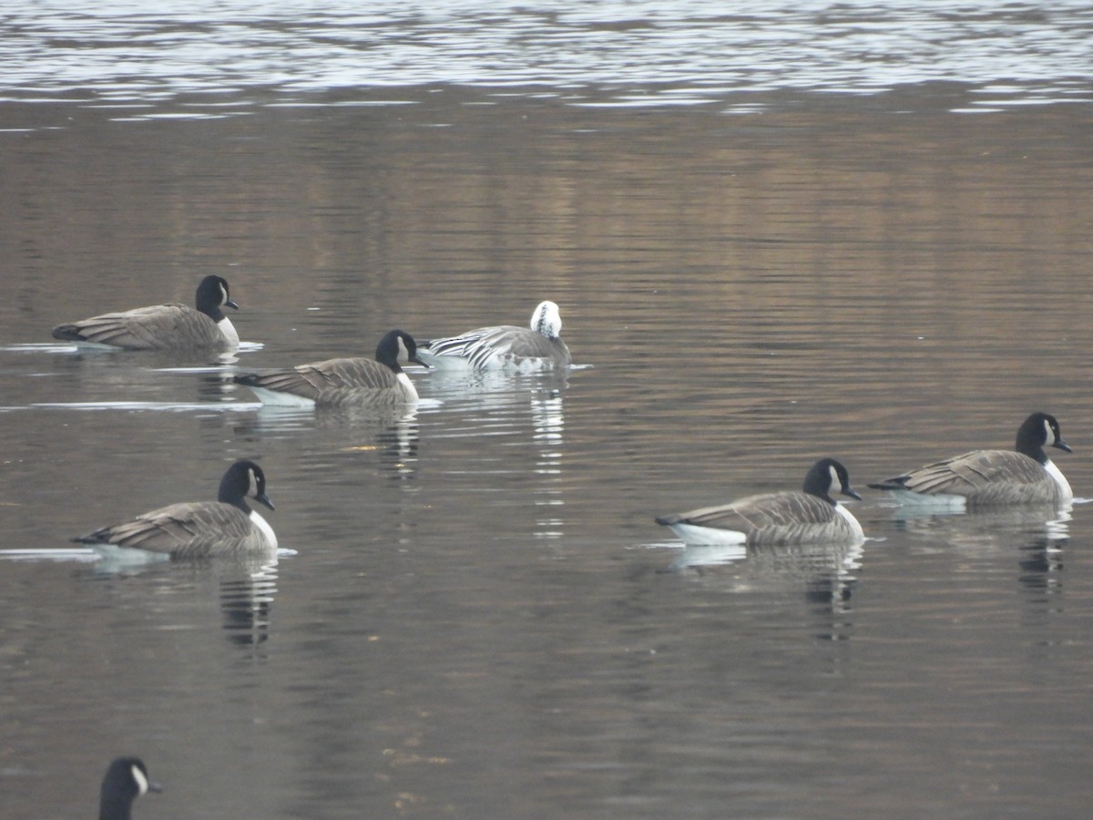 Snow Goose - ML401689651