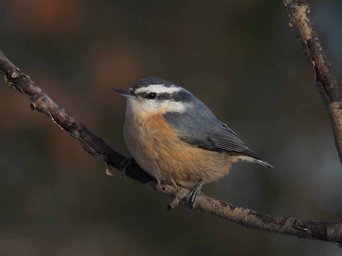 Red-breasted Nuthatch - ML401689741