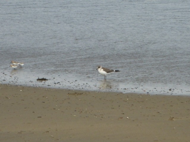 Franklin's Gull - ML40169021