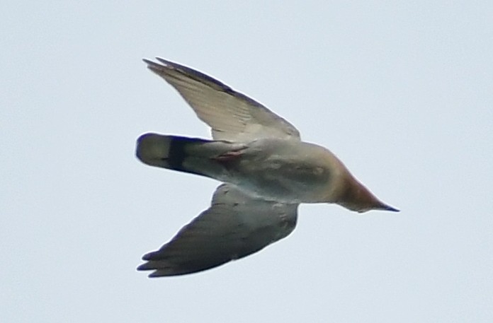 White-winged Dove - ML401690381