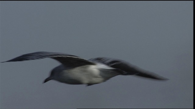 Ring-billed Gull - ML401691