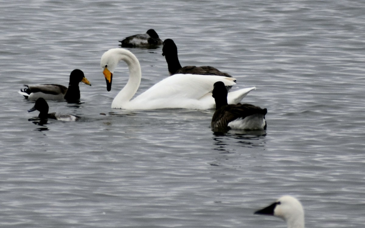 Whooper Swan - ML401693201