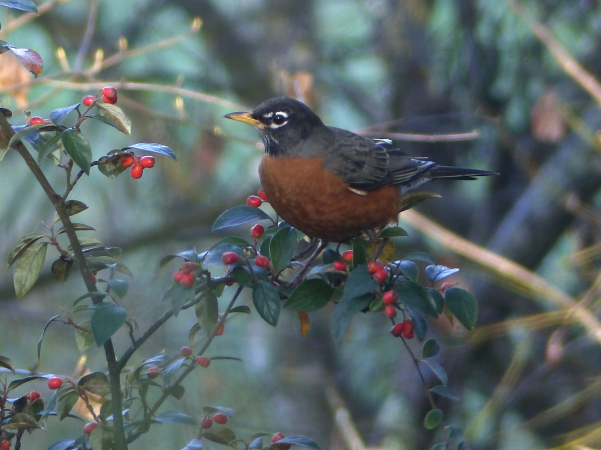 American Robin - ML401693221