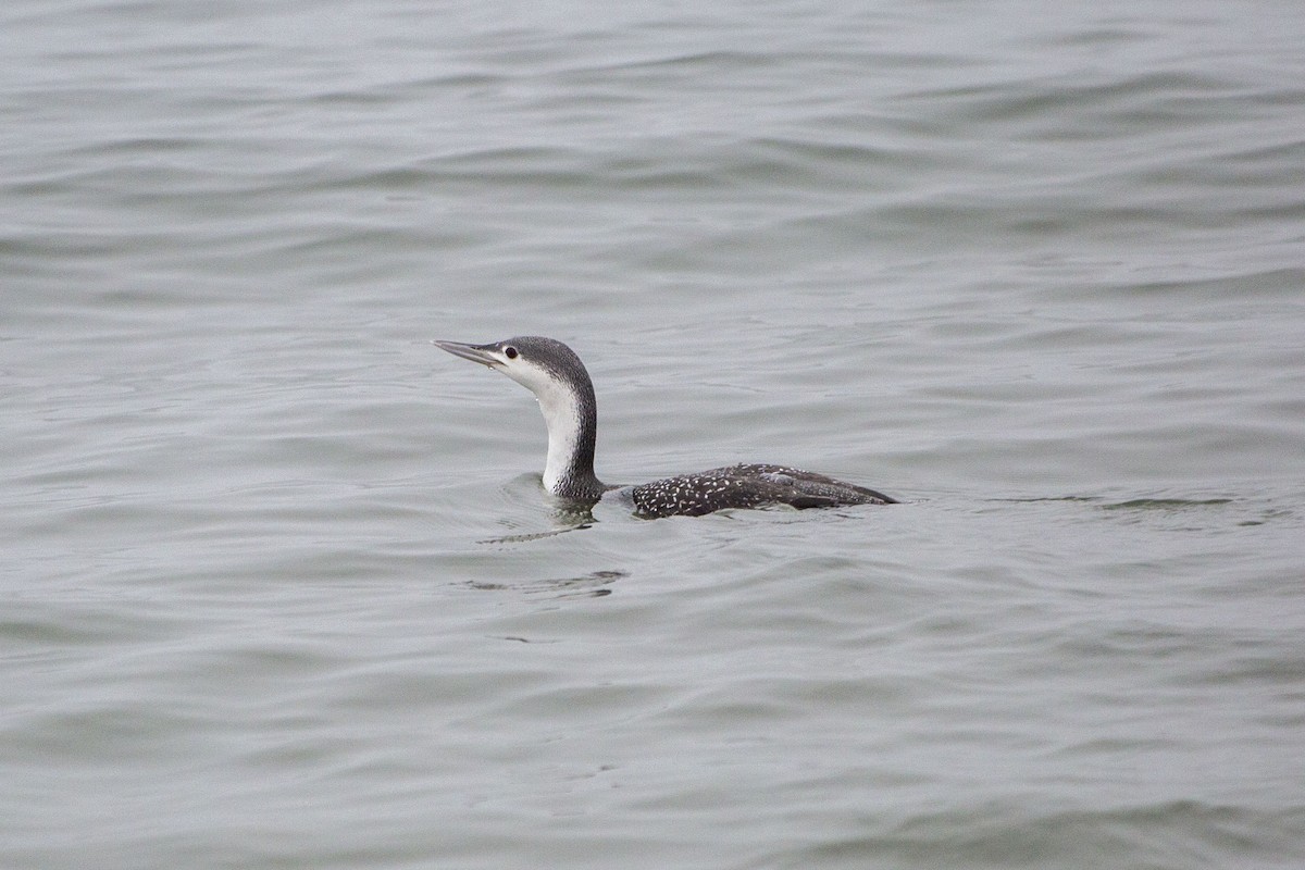 Red-throated Loon - ML401693751