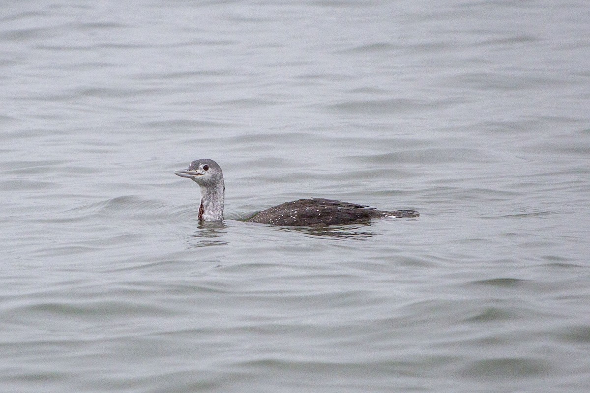 Red-throated Loon - ML401693761