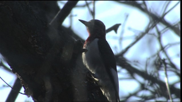 Red-headed Woodpecker - ML401694