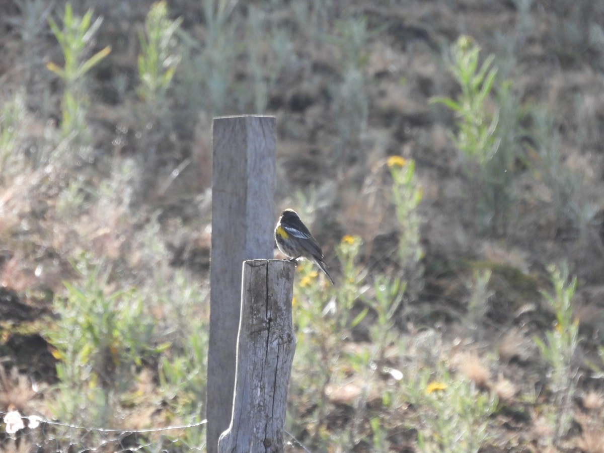 Yellow-rumped Warbler (Goldman's) - ML401694221