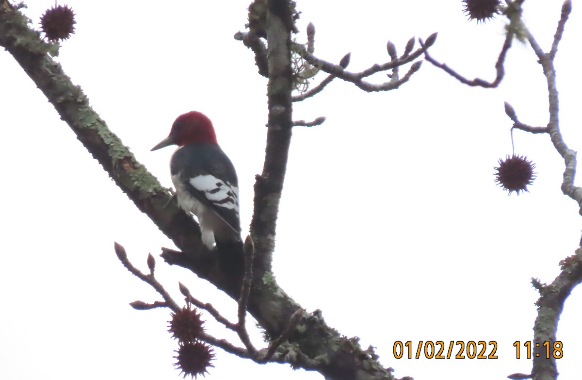 Red-headed Woodpecker - ML401694491