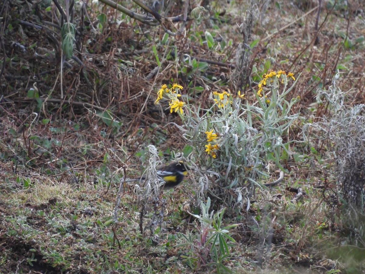 Yellow-rumped Warbler (Goldman's) - ML401694541