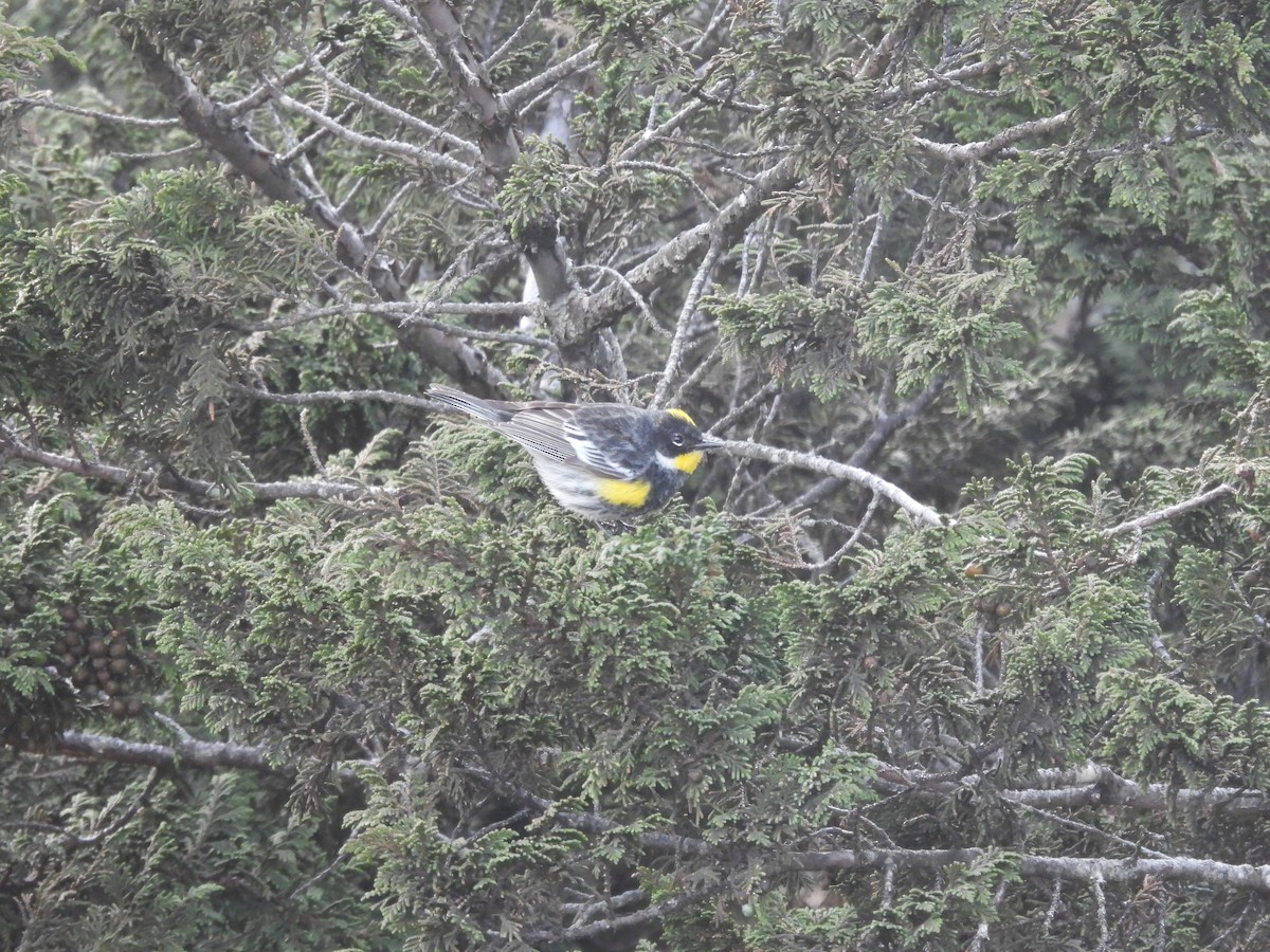 Yellow-rumped Warbler (Goldman's) - ML401694641