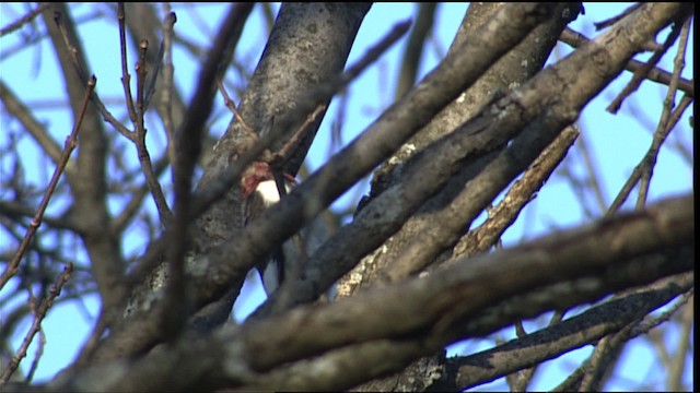 Red-headed Woodpecker - ML401696