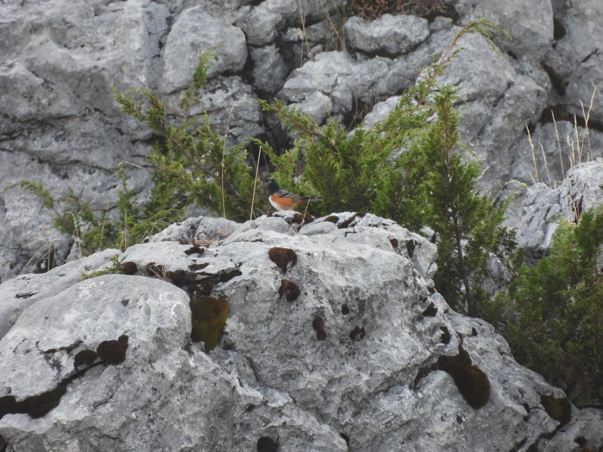 Spotted Towhee - ML401696381