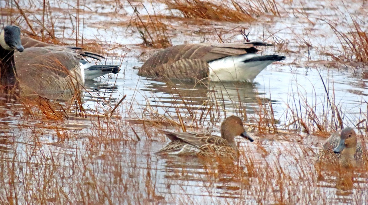 Northern Pintail - ML401697601