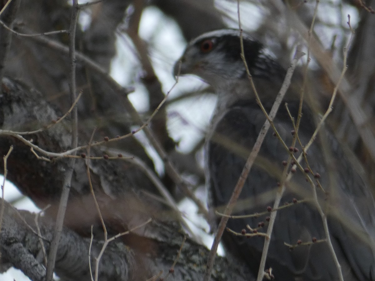 American Goshawk - ML401698891