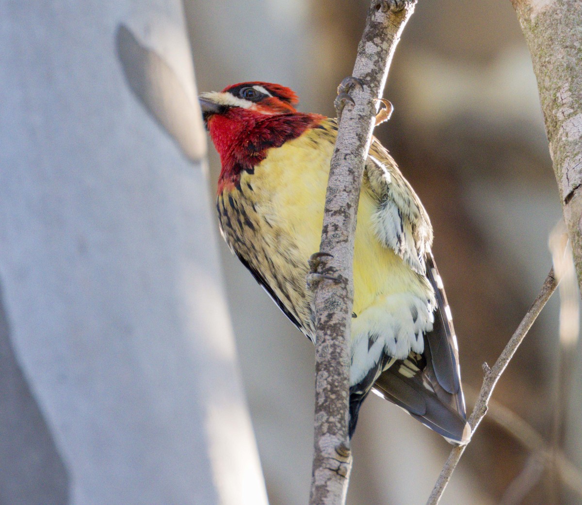 Red-naped x Red-breasted Sapsucker (hybrid) - ML401700311