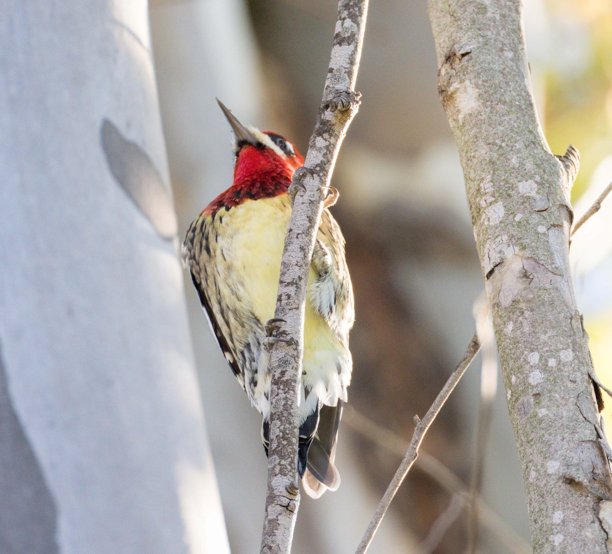 Red-naped x Red-breasted Sapsucker (hybrid) - ML401700341