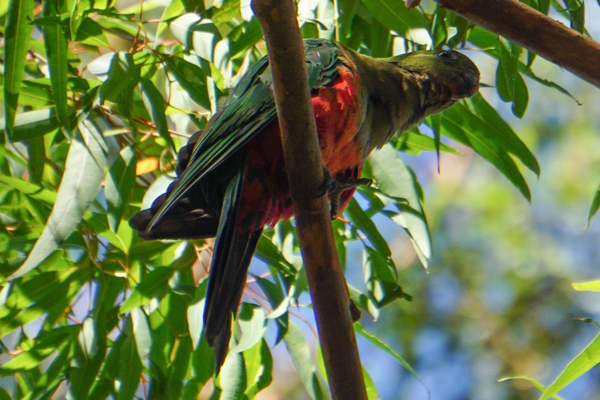 Australian King-Parrot - Prasad Ganesan