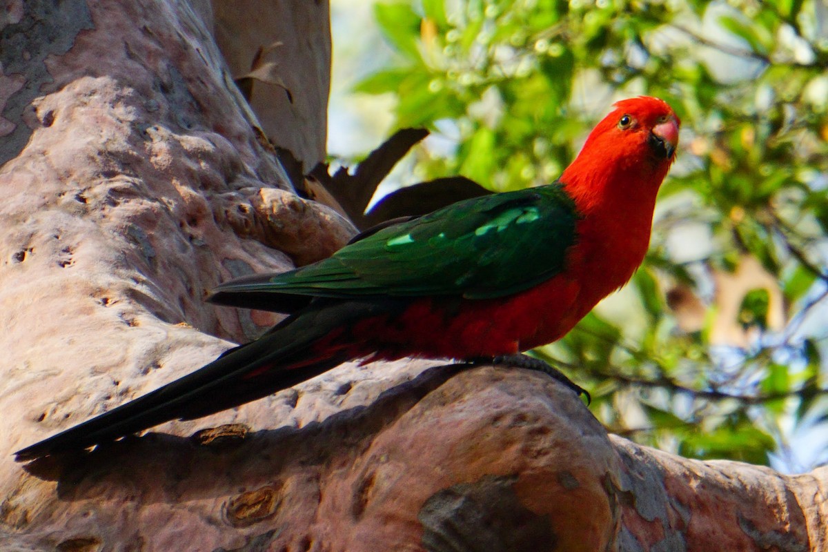Australian King-Parrot - Prasad Ganesan