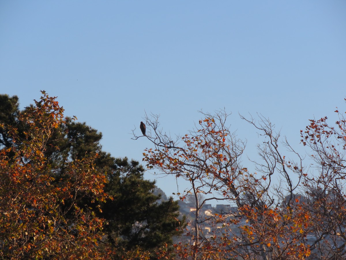 Red-tailed Hawk - ML401702211