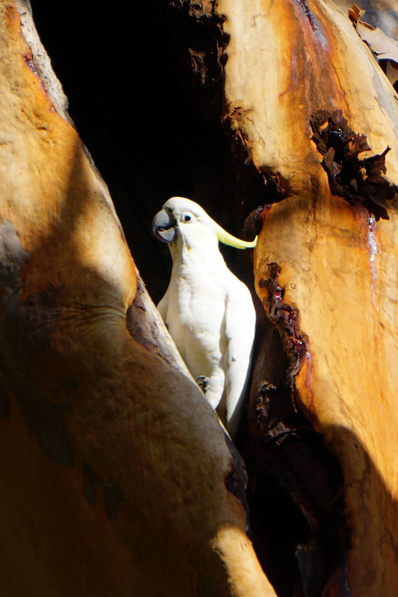 Sulphur-crested Cockatoo - Prasad Ganesan
