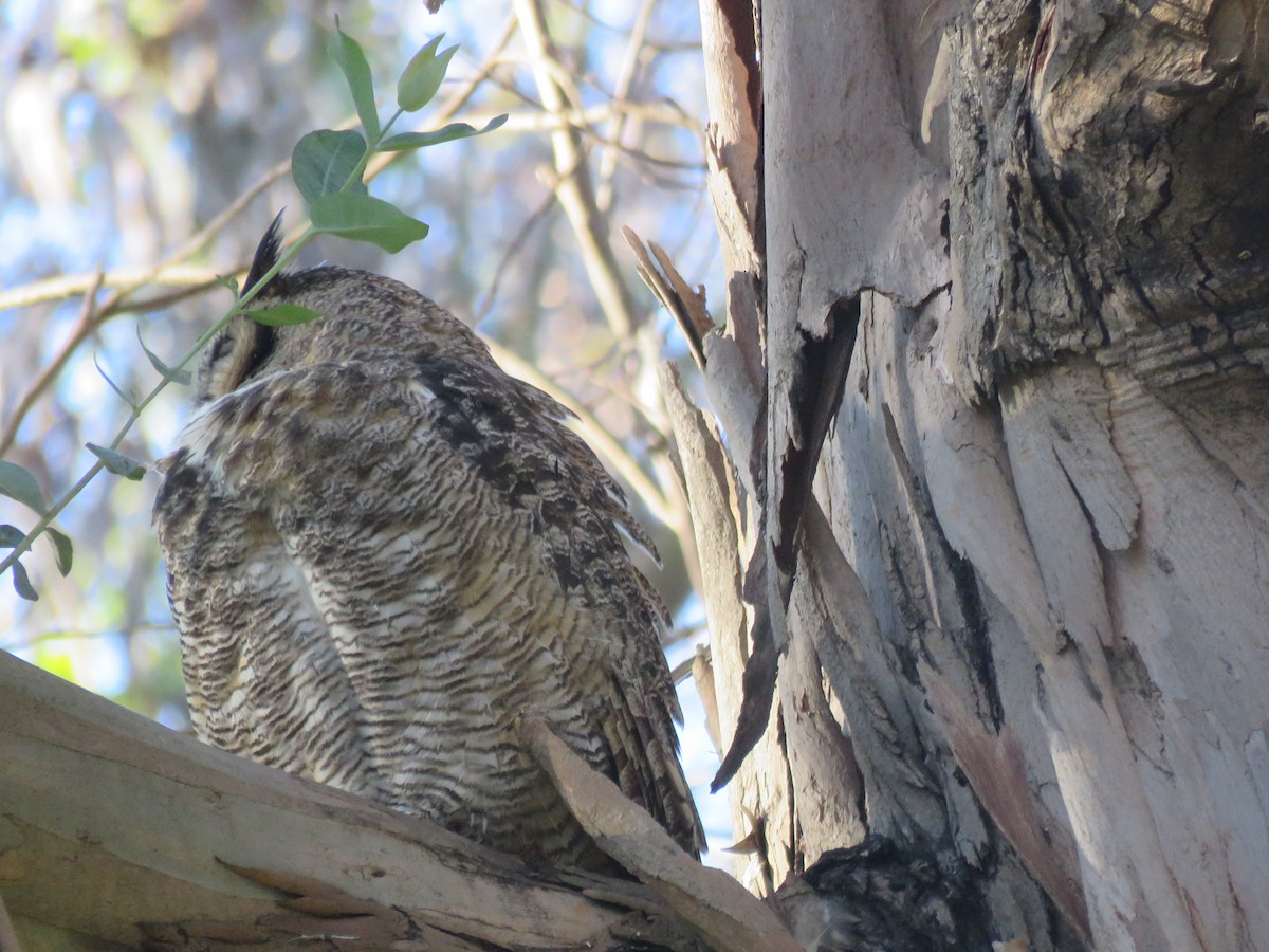 Great Horned Owl - ML401702651