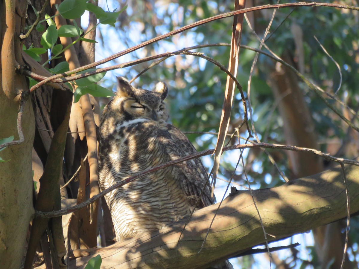 Great Horned Owl - ML401702681