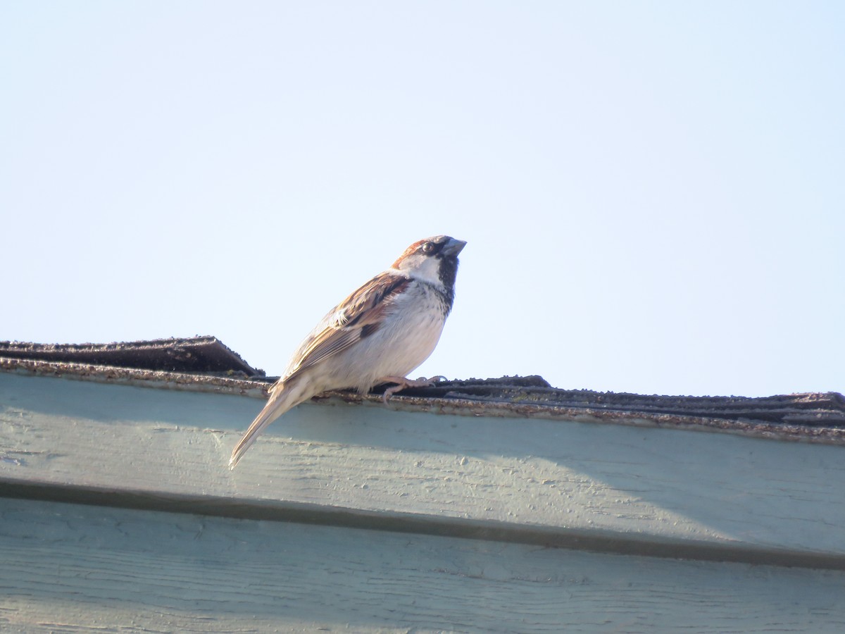 House Sparrow - ML401702791