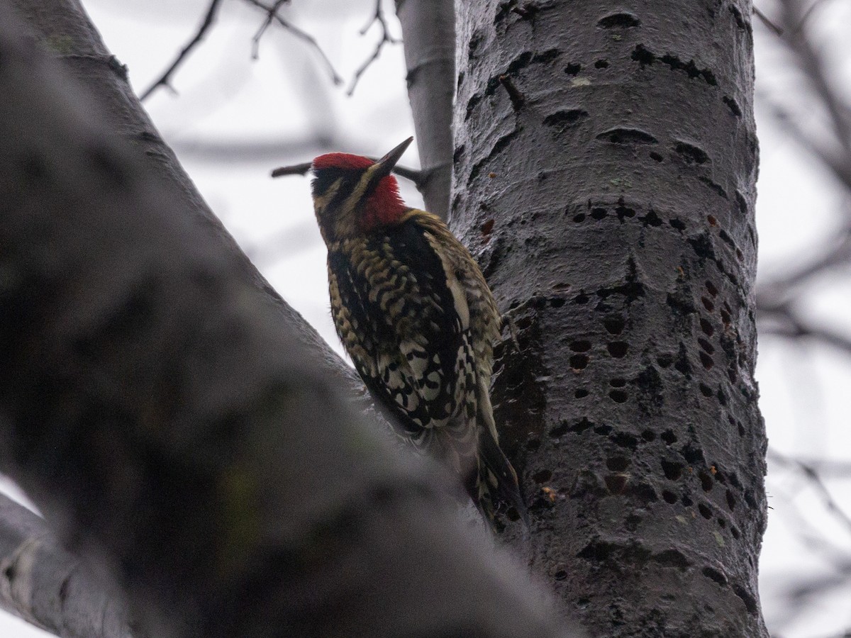 Yellow-bellied Sapsucker - ML401703301