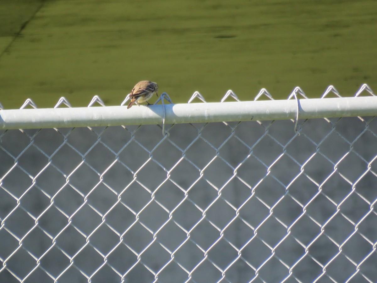 American Pipit - ML401703311