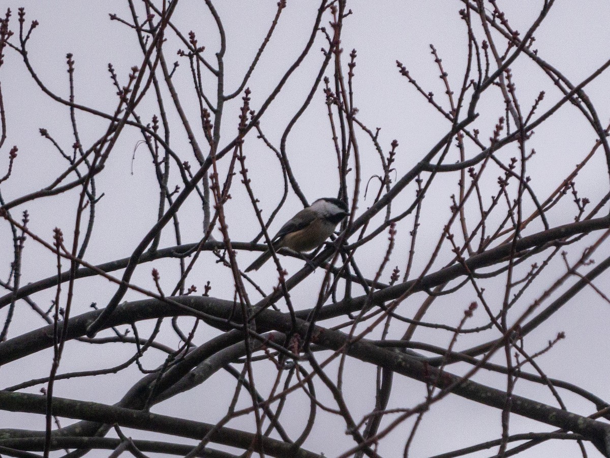 Black-capped Chickadee - ML401703711