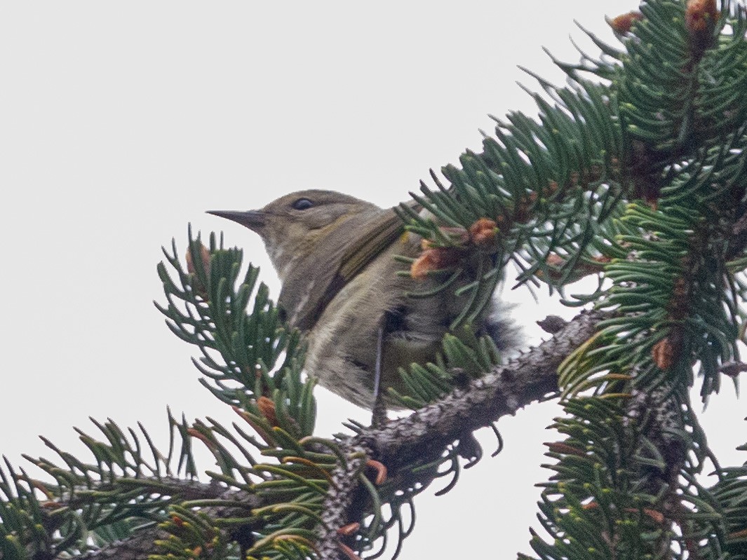 Cape May Warbler - ML401704021