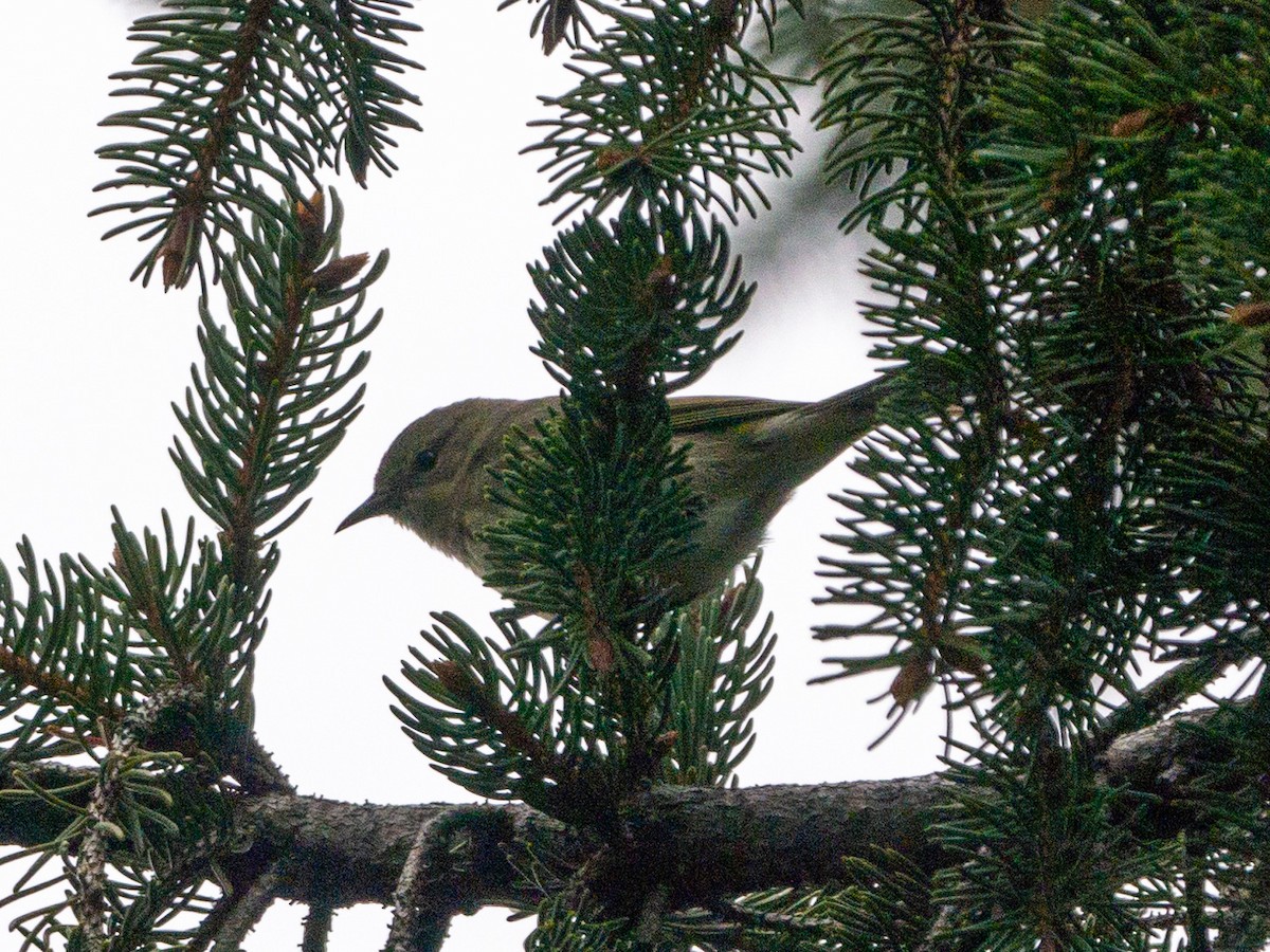 Cape May Warbler - ML401704071